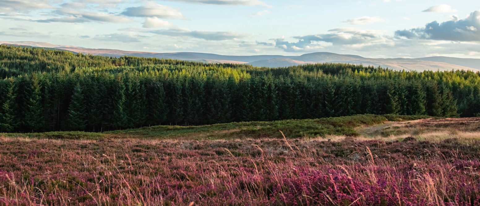 Forest landscape